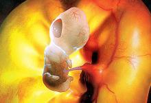 Развитие эмбриона по дням и неделям